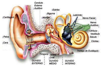 sistema auditivo